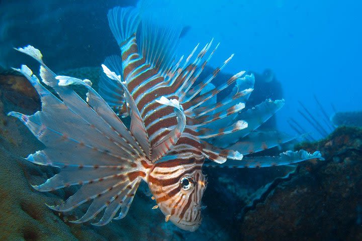 Snorkeling trip at Koh Chang (Starts from Koh Chang) image