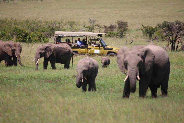 4 Days Masai Mara & Lake Nakuru Lodge Private Tour Min 2 Pax image