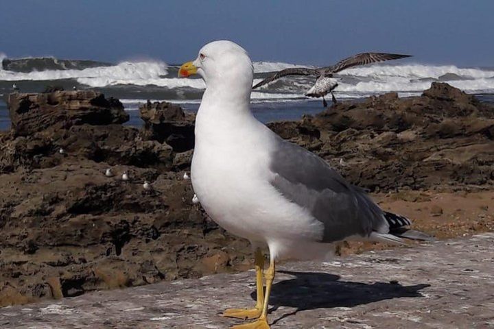 Full Day Trip To Essaouira Mogador From Marrakech  image