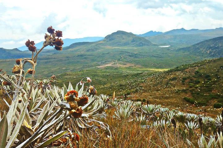 Natural Park Chingaza & Paramo from Bogota Private Tour BILINGUAL GUIDE image