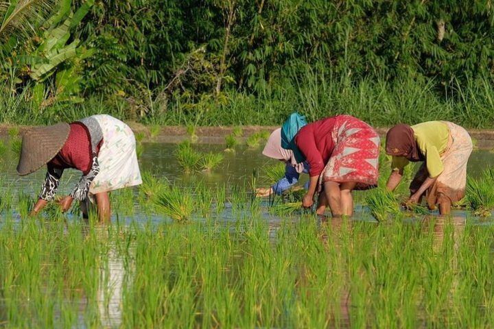 Tetebatu Cycling Tour | Rice Terraces, Waterfall, And Monkey Forest image