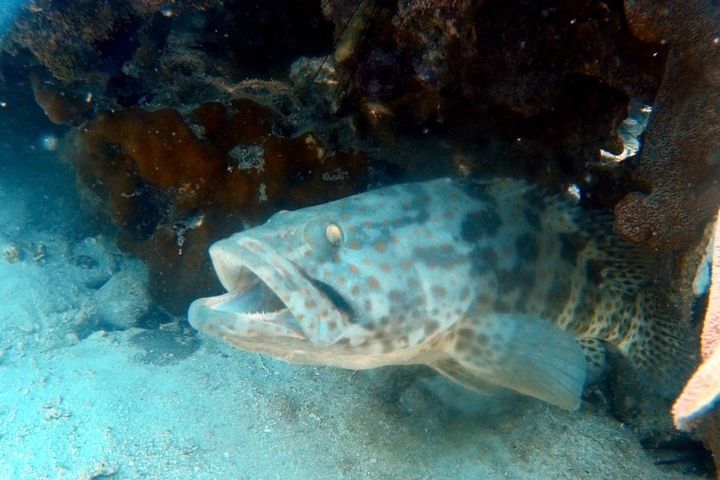 Dive trip with 2 dives to Koh Rang National Park (start from Ko Kut) image