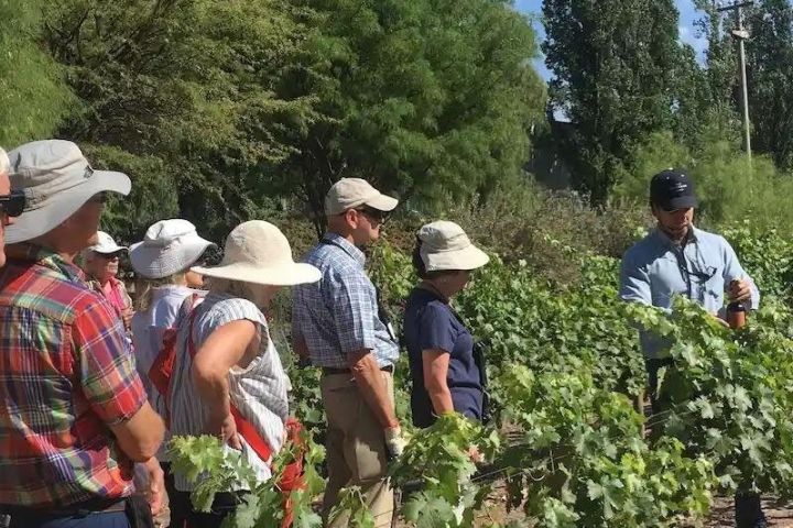 Mendoza Vineyards Wine Tasting Tour image