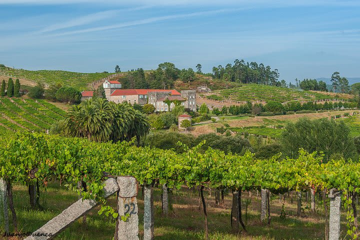 Albariño trails Private Wine Tour/Shore excursion from Vigo image