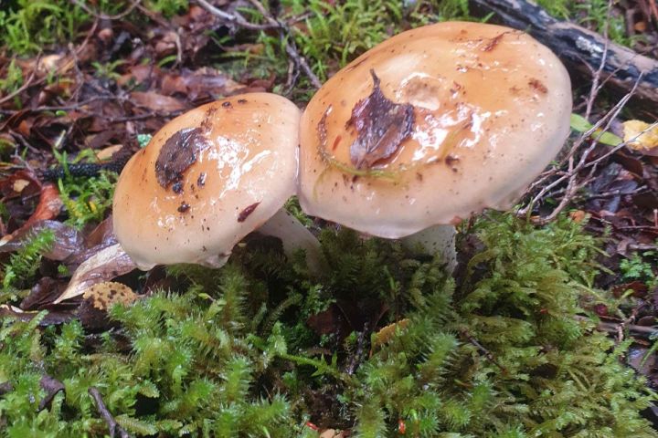 Tour por Sendero a Miradores del Glaciar Exploradores image