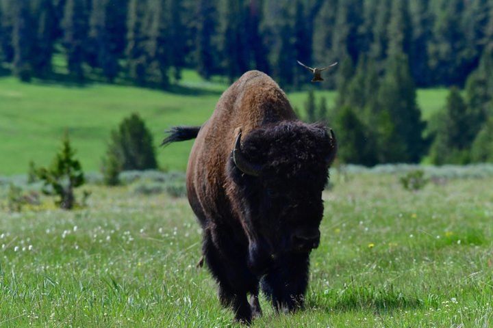 Private Yellowstone Wildlife Safari with Guided Hikes and Picnic Lunch Included image