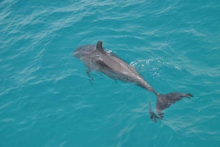 Sea trip (Dolphin house VIP Trip) image