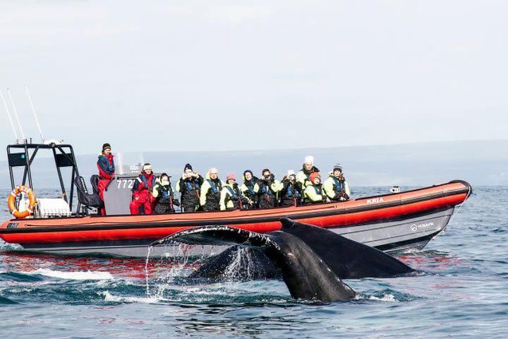 Whale Watching RIB Boat Tour from Husavik image
