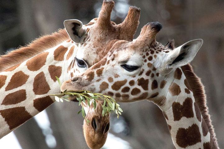 San Francisco Zoo image