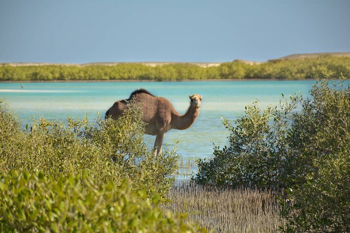 Wadi El Gamal Amazing Day Jeep Safari Full Day With Bedouin dinner - Marsa Alam image