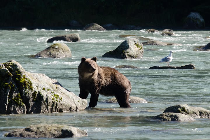 Chilkoot Wilderness and Wildlife Viewing - Skagway Departure image