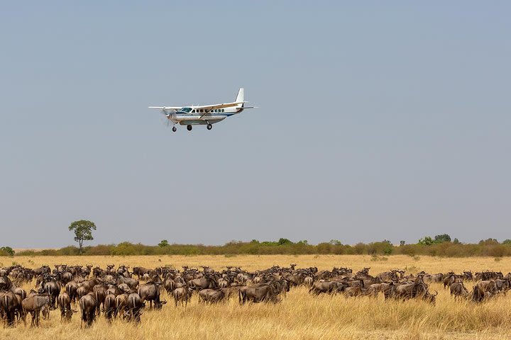 4 Days Masai Mara Budget Camping Safari Tours  image