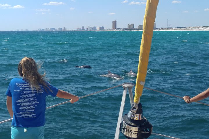 Panama City Beach Dolphin Sightseeing Sail on The Privateer Catamaran image