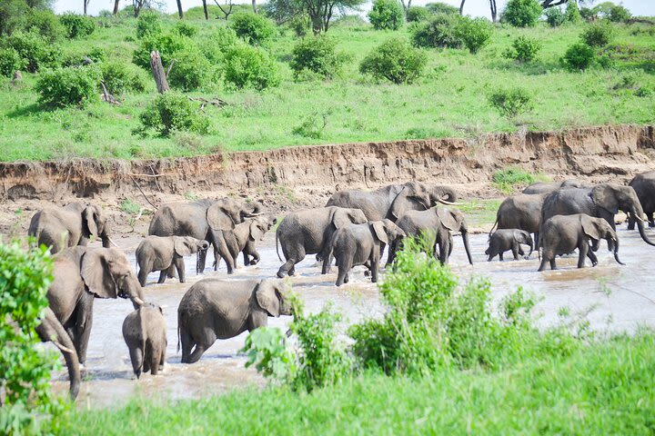 3 Days Serengeti & Ngorongoro Crater group safari image