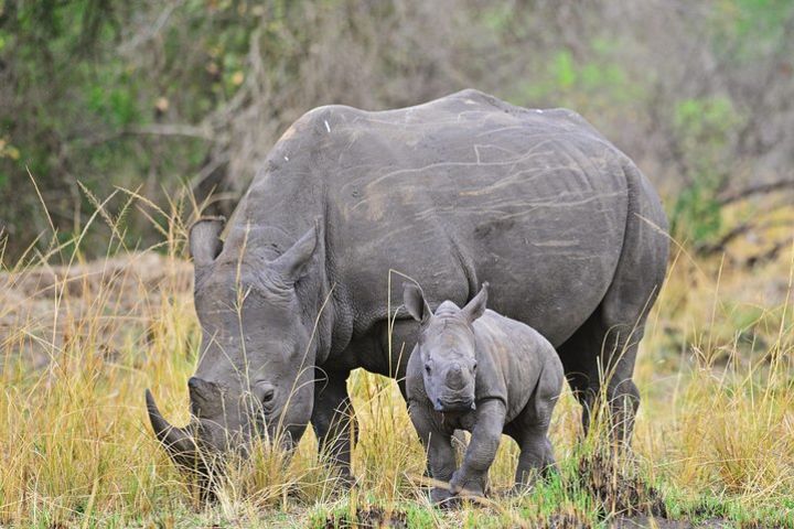 1 Day Ziwa Rhino Sancuary Tour image