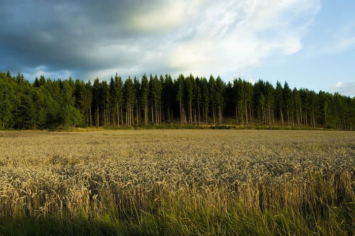 Evening Wildlife Safari from Stockholm image