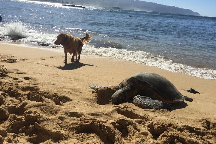 Surf Lessons on the North Shore of Oahu image