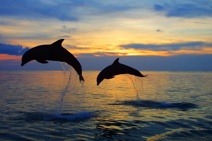 Dolphin Sighting Tour with Snorkeling image