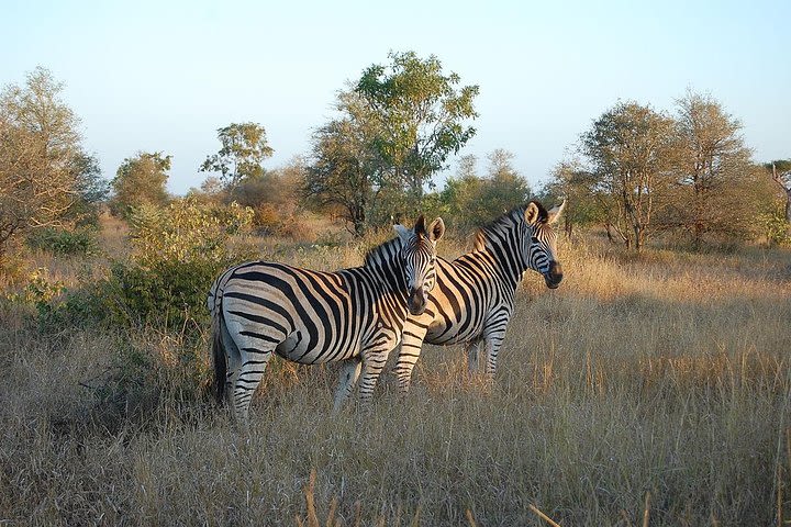 3 Day All Incl. Private Kruger Park Safari Incl. Transfer From Nelspruit Airport image