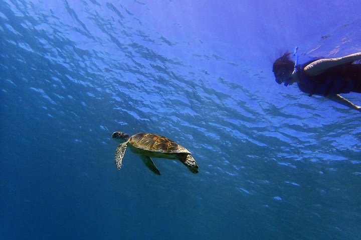 Guam's Top Rated Guided Snorkeling Tour!  image