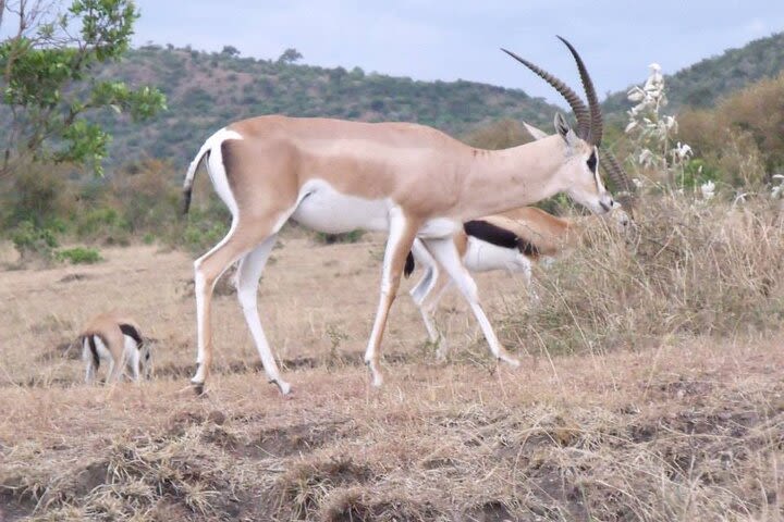 Half-Day Nairobi National Park Tour from Nairobi image