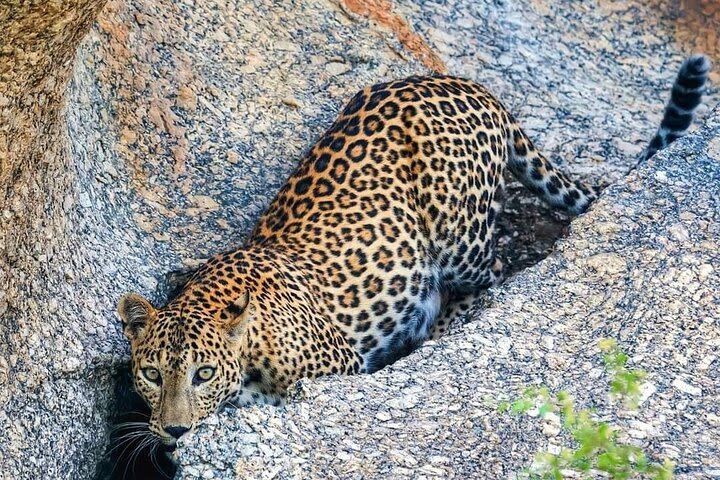 Leopard safari Jawai Dam & Village life ONE and Half day  image