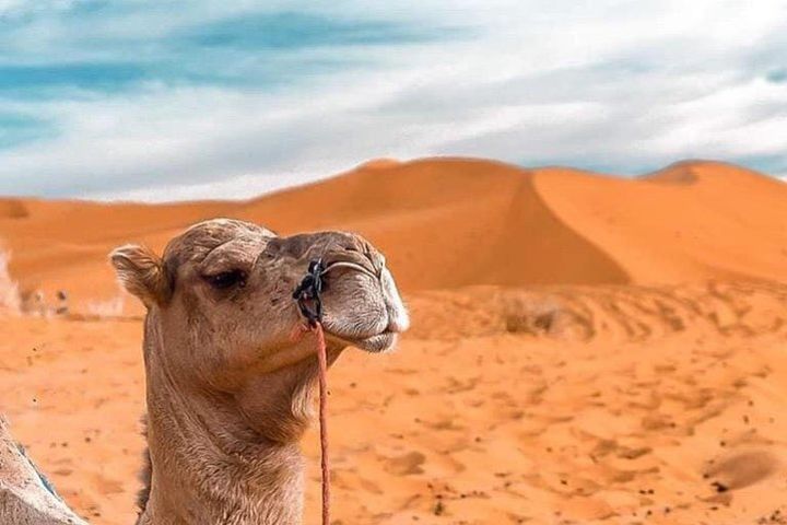 Desert tour from Fez to Marrakech 4 Days 3 Nights image