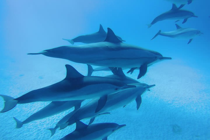 Dolphin House Satayeh Reef Snorkeling Sea Trip - Marsa Alam image