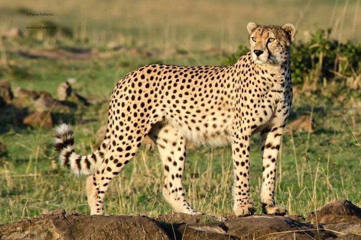 Ann Van Dyk Cheetah Centre Half-Day Tour image