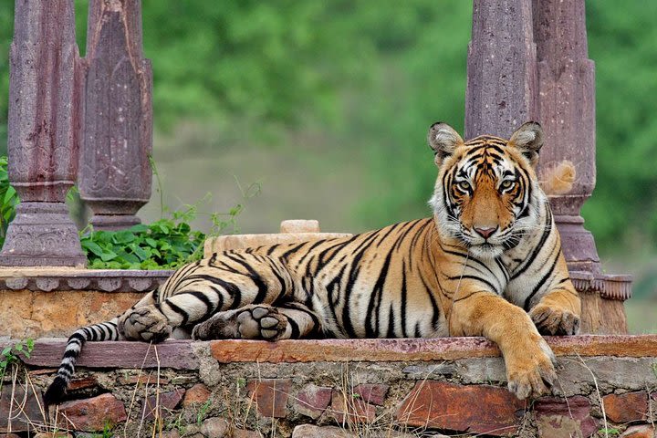 Golden Triangle with Wildlife Tiger Safari 05 Days & 04 Nights image