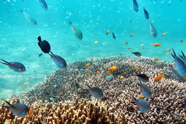 Private Tour in Bali: Snorkeling Adventure on Bloo Lagoon Beach East Bali  image