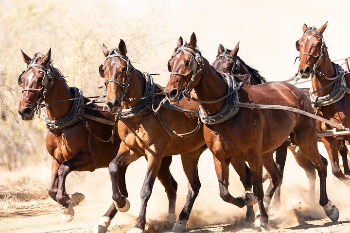 Cobb and Co Stagecoach Experience image