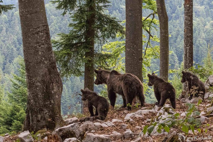 Brown bear photography  image