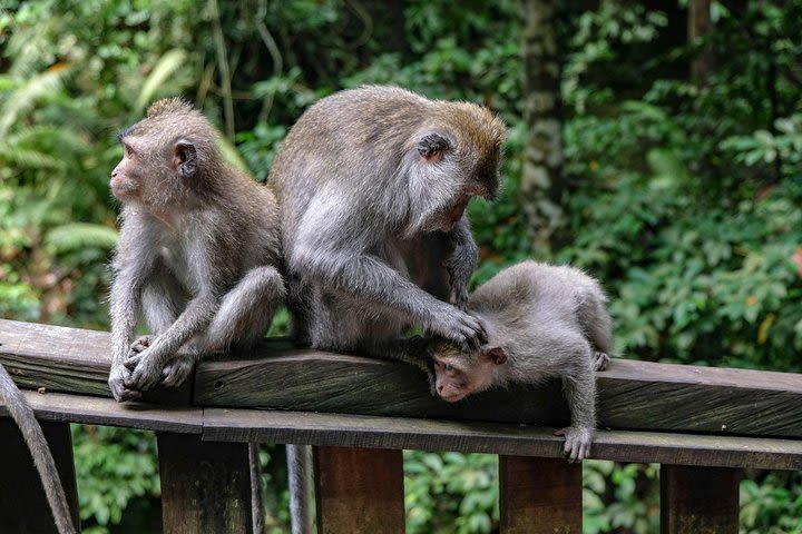 Amazing Bali Full Day Tour: Highlights of Ubud Village and Hidden Waterfall image