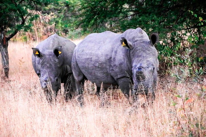 Matopos Park Day Game Drive from Bulawayo ! image