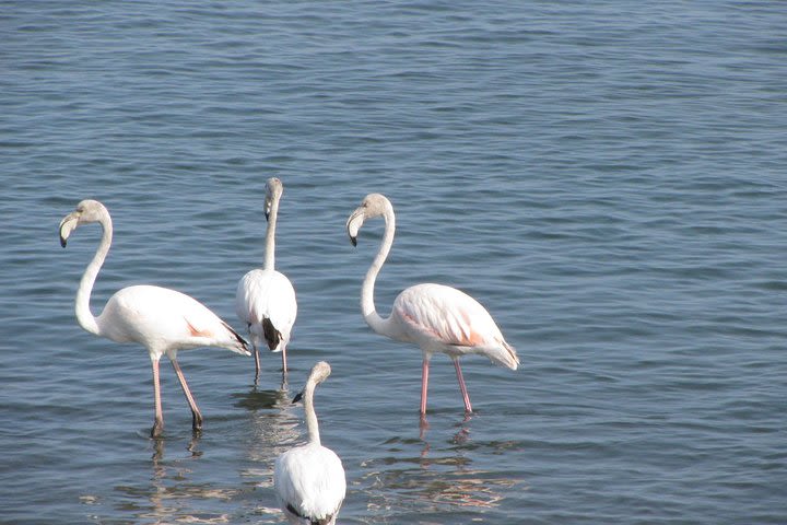 Sandwich Harbour 4x4 Tour (Half Day) image