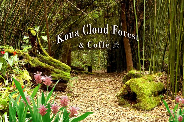 Kona Cloud Forest, Coffee & Sea Turtles Tour image