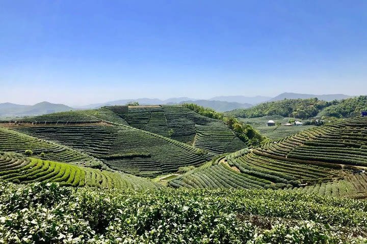 1-day Village Tea Picking, Roasting & Serving Guided Private Tour from Hangzhou  image