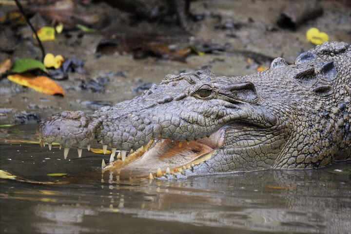 Ultimate Daintree Rainforest Wildlife Experience Cruise image