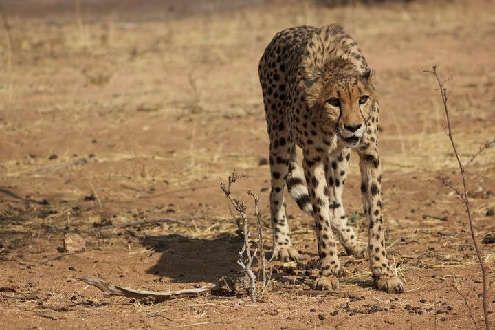 12 Days Guided Private Tour Namibia In Plus  image