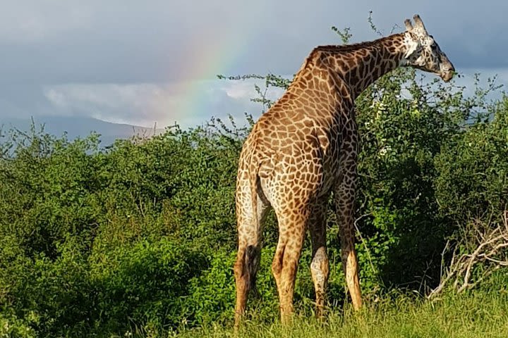 2 Days Tsavo East and Saltlick  image