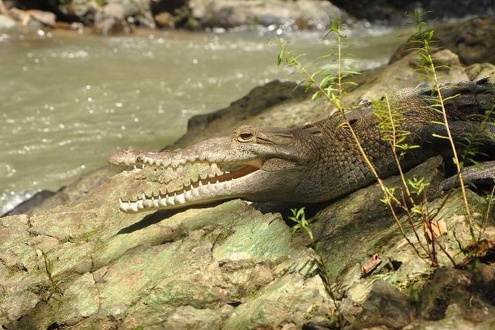 Sierpe mangrove forest-Safari from Drake Bay image