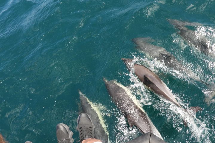 Gibraltar Dolphin Watching from Cadiz image