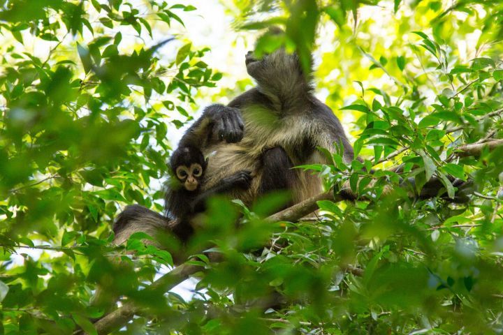 Monkey Sanctuary & Lunch at Mayan Family - Private Excursion image