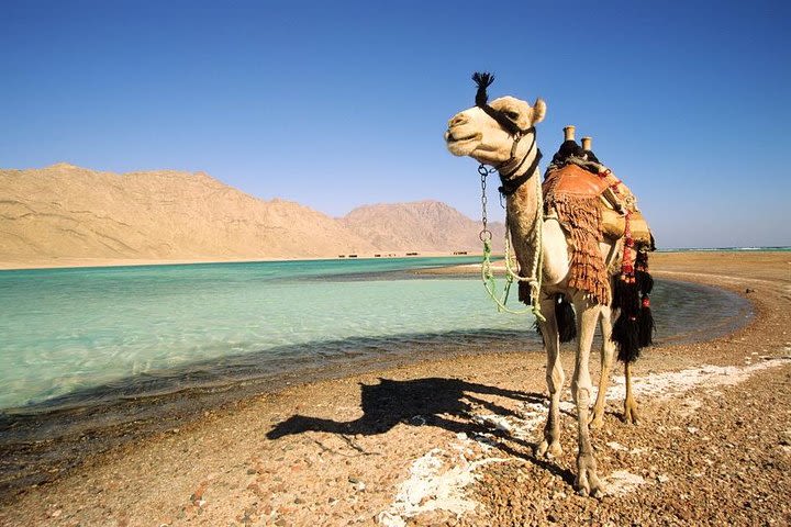 1-Hour Camel Safari to Blue Lagoon Beach from Dahab image