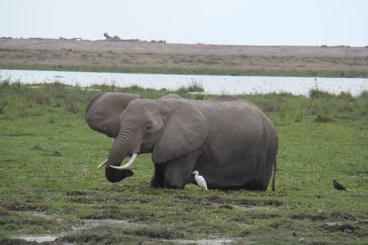 Day trip to Amboseli National Park image