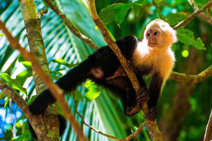 Manuel Antonio National Park Adventure image