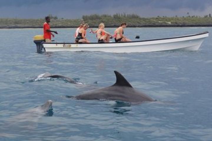 Dolphins Tour image