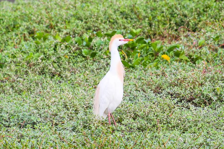 Birdwatching Tour in Tamarindo Tropical Forest area from Cuenca image