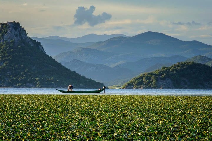 Skadar lake boat ride through the "Montenegrin Amazon"and organic wine tasting  image